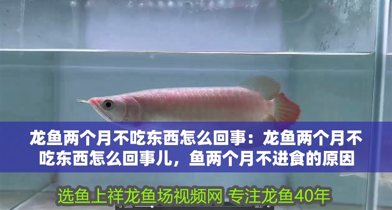 龍魚兩個月不吃東西怎么回事：龍魚兩個月不吃東西怎么回事兒，魚兩個月不進食的原因