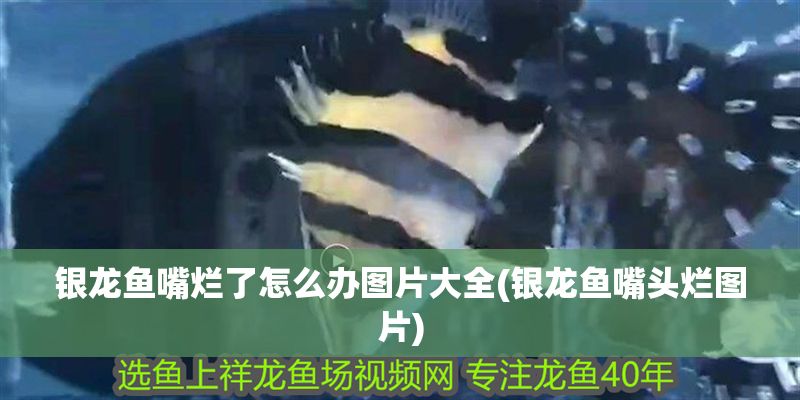銀龍魚嘴爛了怎么辦圖片大全(銀龍魚嘴頭爛圖片)