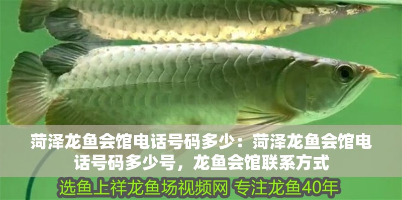 菏澤龍魚會館電話號碼多少:菏澤龍魚會館電話號碼多少號,龍魚會館聯系方式 水族問答 菏澤龍魚會館電話號碼多少:菏澤龍魚會館電話號碼多少號,龍魚會館聯系方式 菏澤龍魚會館電話號碼多少:菏澤龍魚會館電話號碼多少號,龍魚會館聯系方式 水族問答