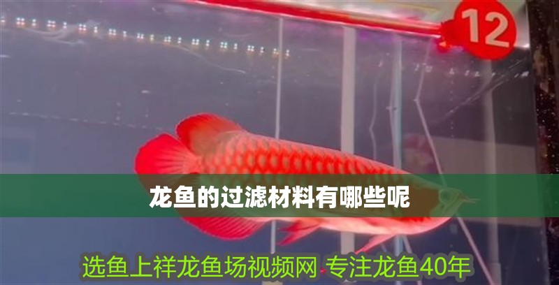 龍魚的過濾材料有哪些呢