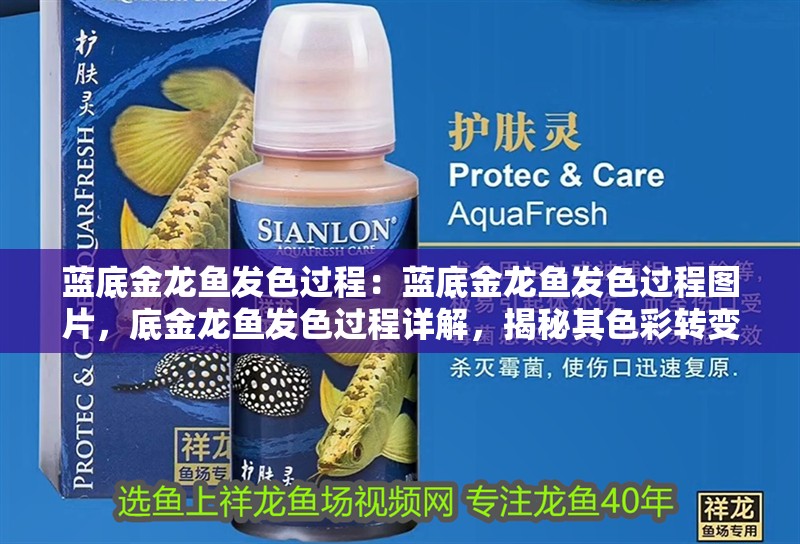 藍底金龍魚發色過程：藍底金龍魚發色過程圖片，底金龍魚發色過程詳解，揭秘其色彩轉變的