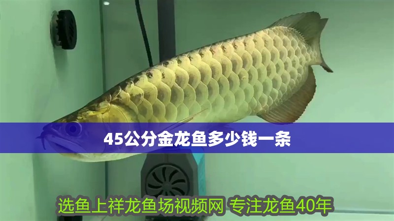 45公分金龍魚多少錢一條