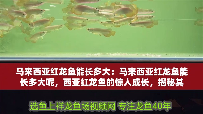馬來西亞紅龍魚能長多大：馬來西亞紅龍魚能長多大呢，西亞紅龍魚的驚人成長，揭秘其