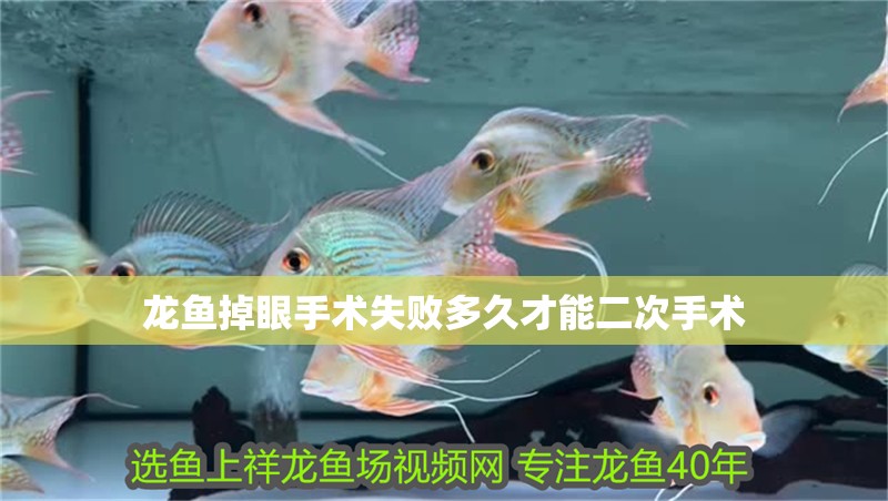 龍魚掉眼手術失敗多久才能二次手術 龍魚掉眼手術失敗多久才能二次手術 龍魚百科 第2張