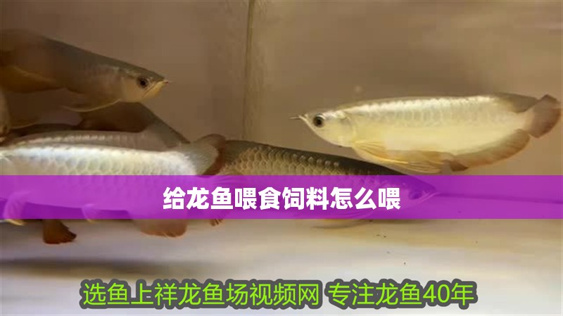 給龍魚喂食飼料怎么喂 給龍魚喂食飼料怎么喂 龍魚百科 第2張