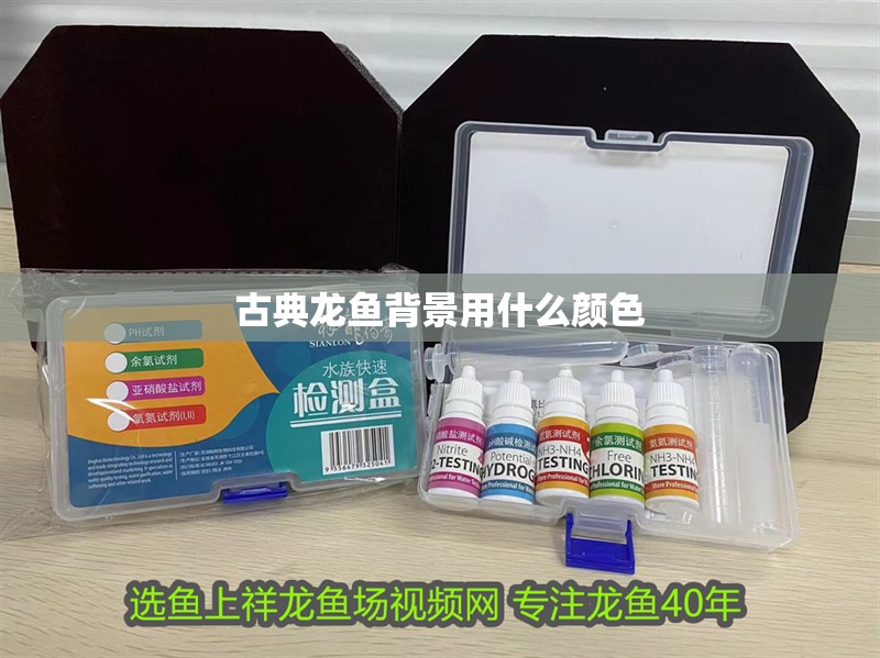 古典龍魚背景用什么顏色