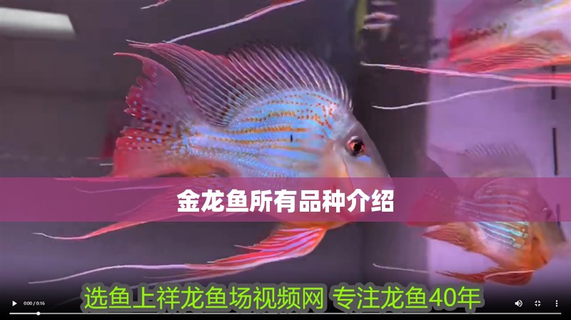金龍魚所有品種介紹 金龍魚所有品種介紹 龍魚百科 第2張