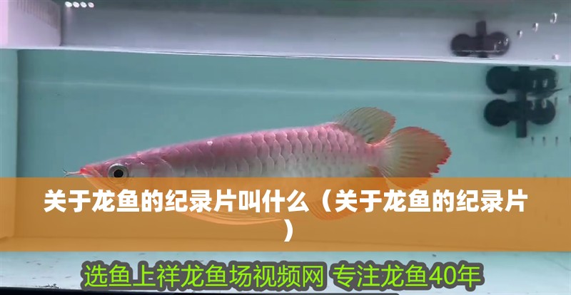 關(guān)于龍魚的紀(jì)錄片叫什么（關(guān)于龍魚的紀(jì)錄片）