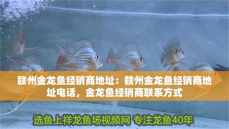 贛州金龍魚經銷商地址：贛州金龍魚經銷商地址電話，金龍魚經銷商聯系方式