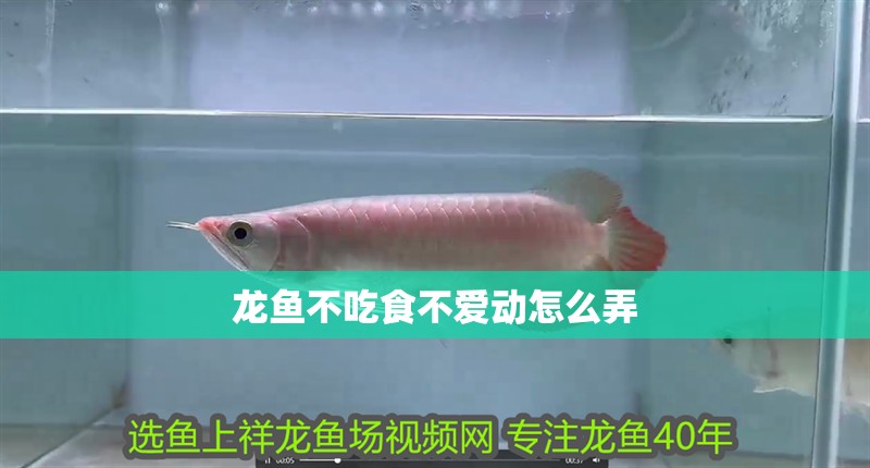 龍魚不吃食不愛動怎么弄