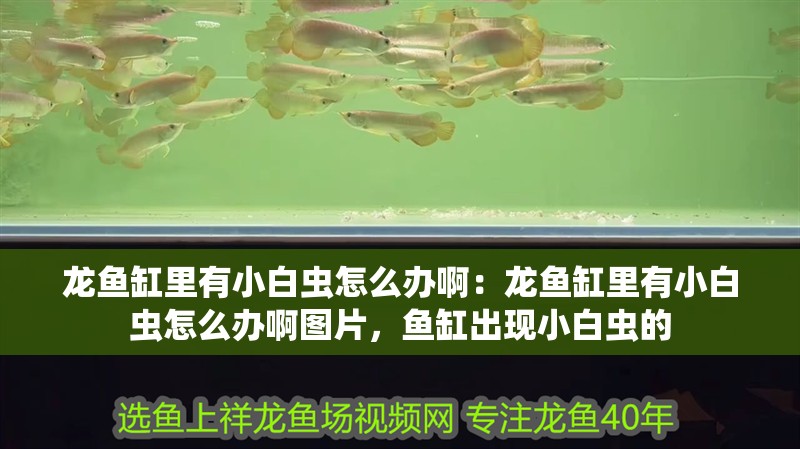 龍魚缸里有小白蟲怎么辦啊：龍魚缸里有小白蟲怎么辦啊圖片，魚缸出現小白蟲的 龍魚缸里有小白蟲怎么辦啊：龍魚缸里有小白蟲怎么辦啊圖片，魚缸出現小白蟲的 水族問答