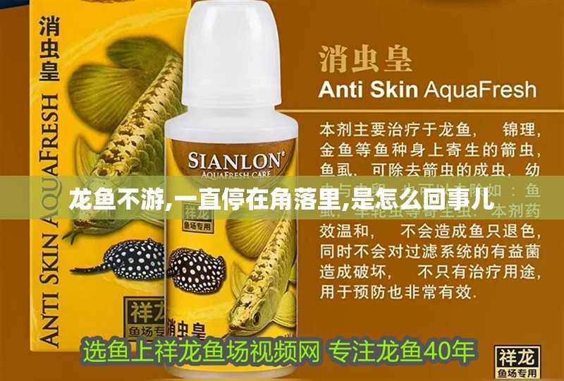 龍魚不游,一直停在角落里,是怎么回事兒