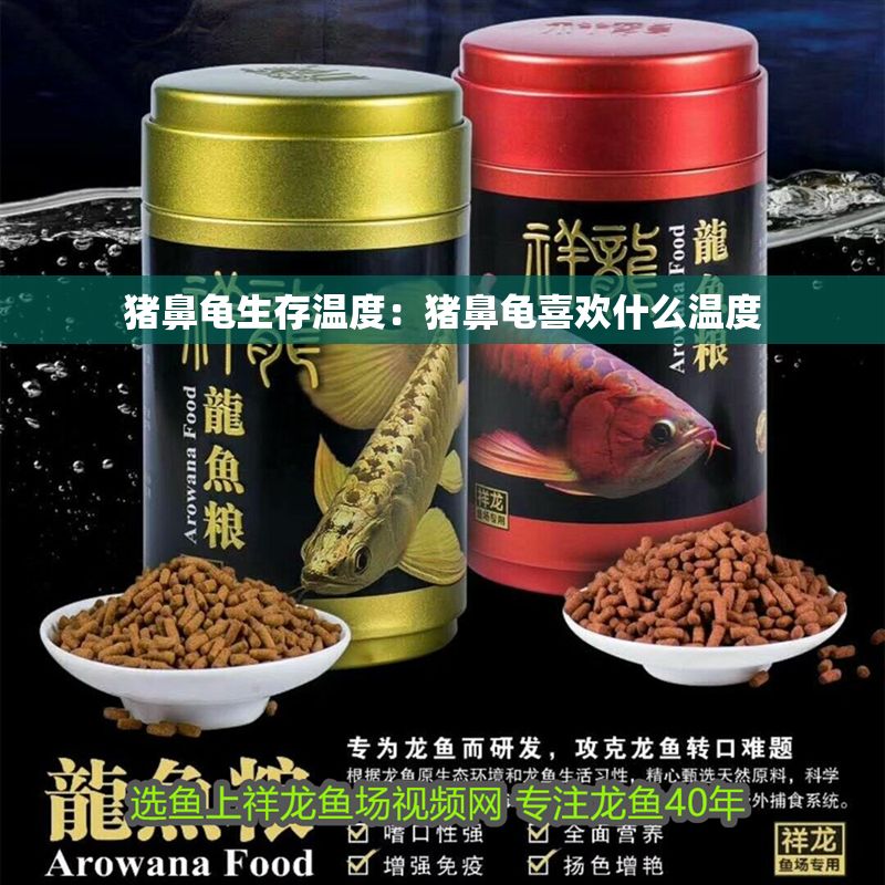 豬鼻龜生存溫度：豬鼻龜喜歡什么溫度