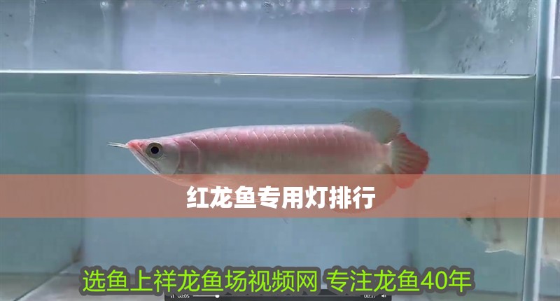 紅龍魚專用燈排行