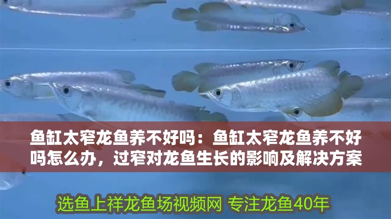 魚缸太窄龍魚養不好嗎：魚缸太窄龍魚養不好嗎怎么辦，過窄對龍魚生長的影響及解決方案