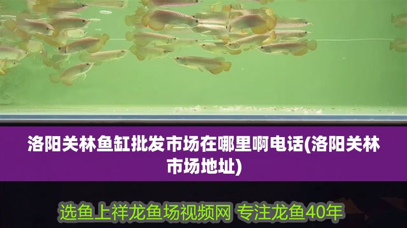 洛陽關(guān)林魚缸批發(fā)市場在哪里啊電話(洛陽關(guān)林市場地址)
