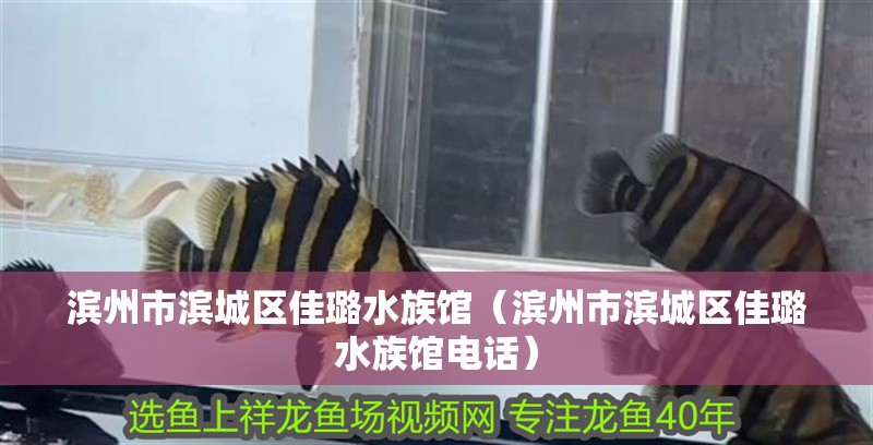 濱州市濱城區佳璐水族館（濱州市濱城區佳璐水族館電話）