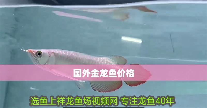 國外金龍魚價格