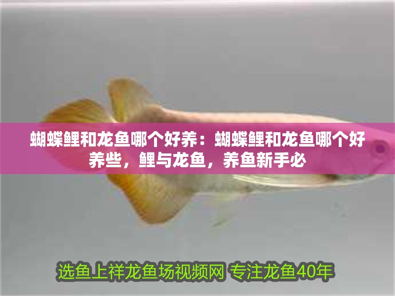 蝴蝶鯉和龍魚哪個好養：蝴蝶鯉和龍魚哪個好養些，鯉與龍魚，養魚新手必