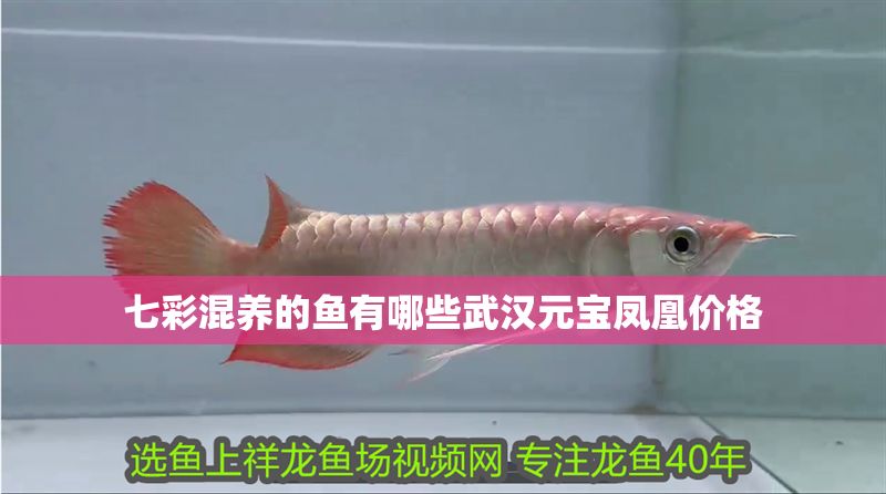 七彩混養(yǎng)的魚有哪些武漢元寶鳳凰價格
