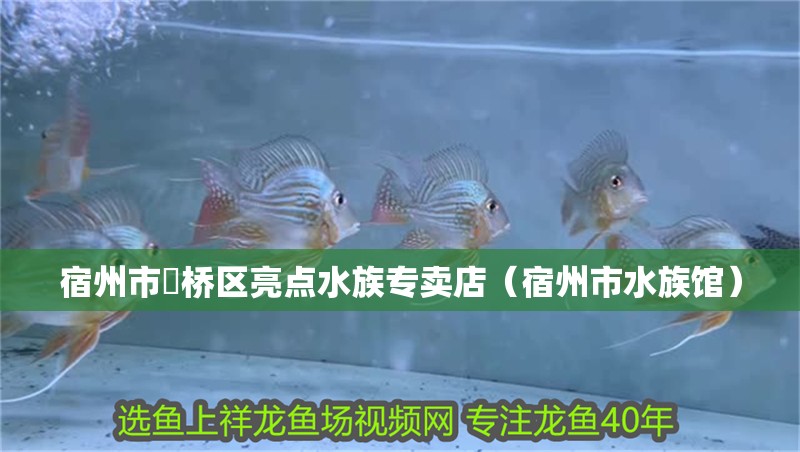 宿州市埇橋區亮點水族專賣店（宿州市水族館）