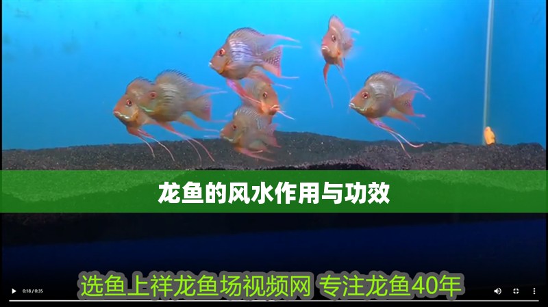 龍魚的風水作用與功效