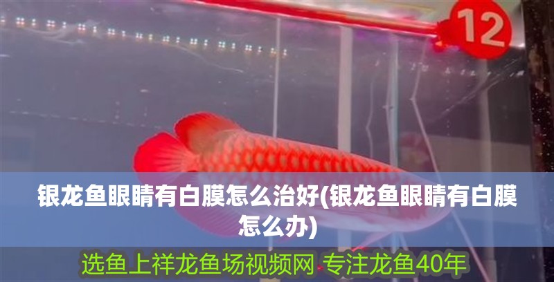 銀龍魚眼睛有白膜怎么治好(銀龍魚眼睛有白膜怎么辦)