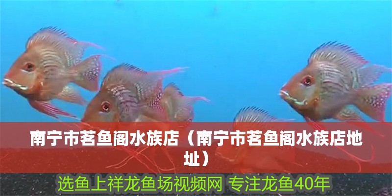 南寧市茗魚閣水族店（南寧市茗魚閣水族店地址）