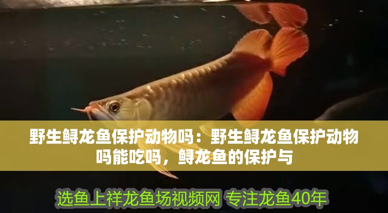 野生鱘龍魚保護動物嗎：野生鱘龍魚保護動物嗎能吃嗎，鱘龍魚的保護與