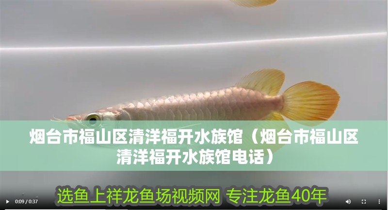 煙臺市福山區清洋福開水族館(煙臺市福山區清洋福開水族館電話) 全國水族館企業名錄 第2張 煙臺市福山區清洋福開水族館(煙臺市福山區清洋福開水族館電話) 煙臺市福山區清洋福開水族館(煙臺市福山區清洋福開水族館電話) 全國水族館企業名錄 第2張