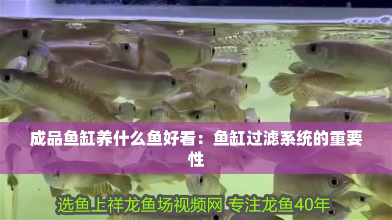 成品魚缸養(yǎng)什么魚好看：魚缸過濾系統(tǒng)的重要性
