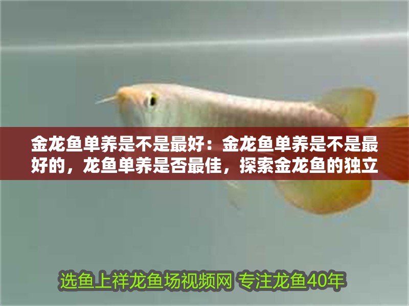 金龍魚單養是不是最好：金龍魚單養是不是最好的，龍魚單養是否最佳，探索金龍魚的獨立養殖