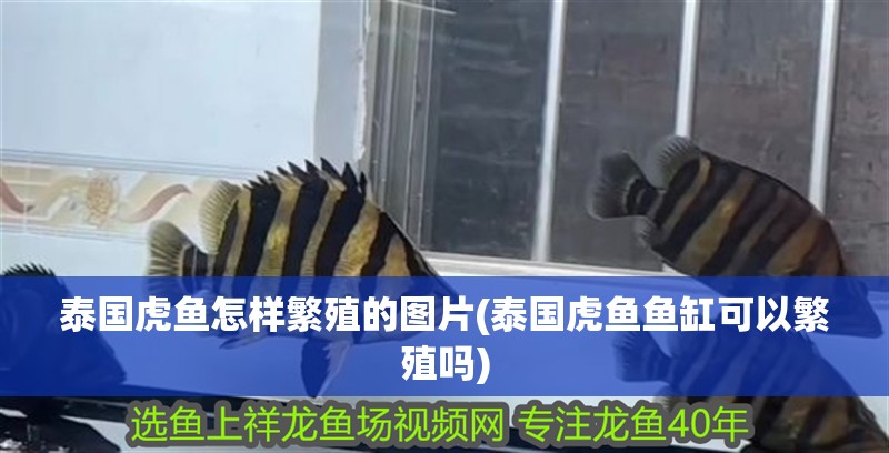 泰國虎魚怎樣繁殖的圖片(泰國虎魚魚缸可以繁殖嗎)