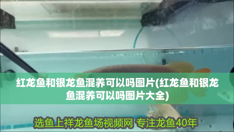 紅龍魚和銀龍魚混養(yǎng)可以嗎圖片(紅龍魚和銀龍魚混養(yǎng)可以嗎圖片大全)