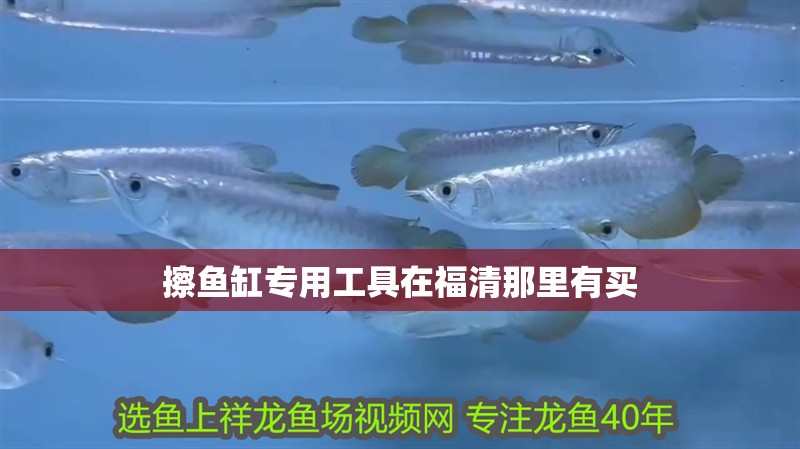 擦魚缸專用工具在福清那里有買 擦魚缸專用工具在福清那里有買 魚缸百科