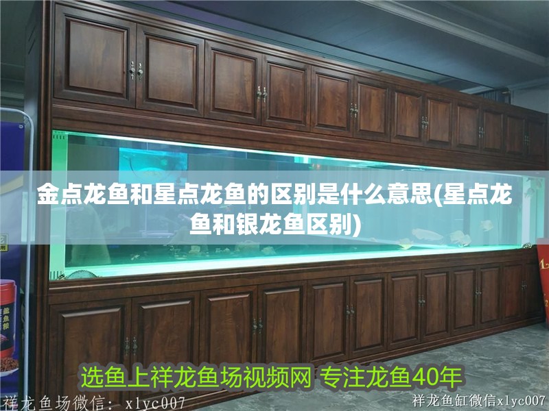金點龍魚和星點龍魚的區(qū)別是什么意思(星點龍魚和銀龍魚區(qū)別) 金點龍魚和星點龍魚的區(qū)別是什么意思(星點龍魚和銀龍魚區(qū)別) 銀龍魚百科