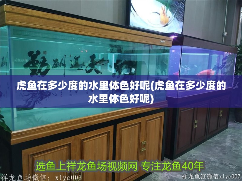 虎魚在多少度的水里體色好呢(虎魚在多少度的水里體色好呢)