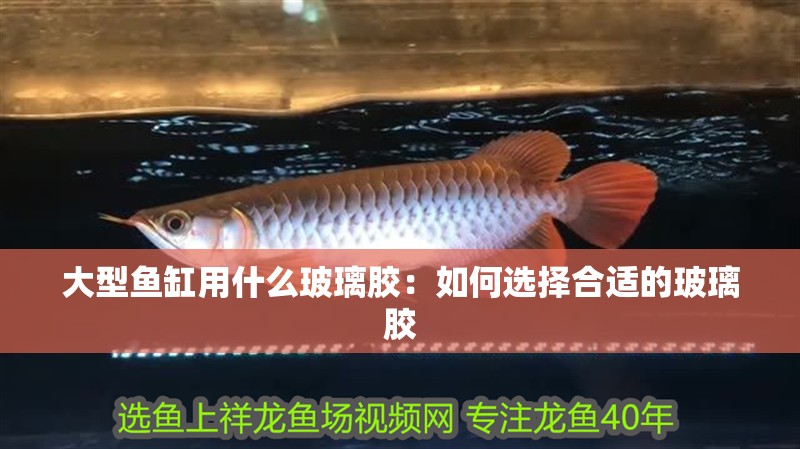 大型魚缸用什么玻璃膠：如何選擇合適的玻璃膠