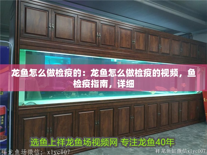 龍魚怎么做檢疫的:龍魚怎么做檢疫的視頻,魚檢疫指南,詳細 水族問答 龍魚怎么做檢疫的:龍魚怎么做檢疫的視頻,魚檢疫指南,詳細 龍魚怎么做檢疫的:龍魚怎么做檢疫的視頻,魚檢疫指南,詳細 水族問答