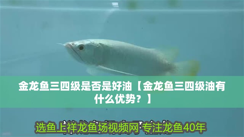 金龍魚三四級是否是好油【金龍魚三四級油有什么優勢？】 金龍魚三四級是否是好油【金龍魚三四級油有什么優勢？】 龍魚百科