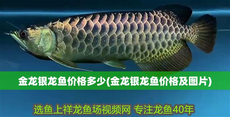 金龍銀龍魚價格多少(金龍銀龍魚價格及圖片)