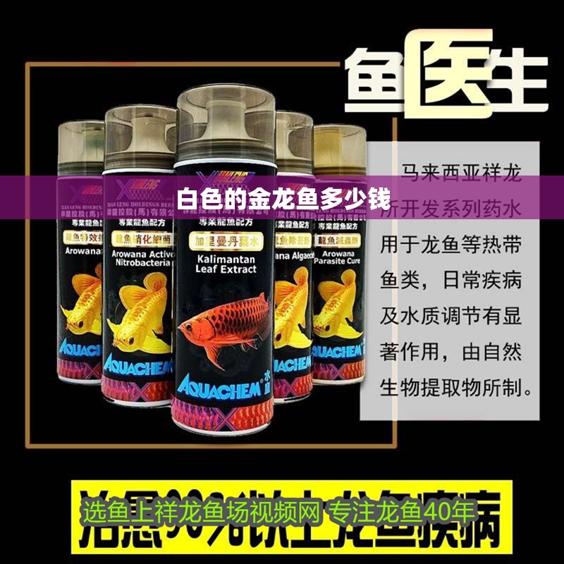 白色的金龍魚多少錢