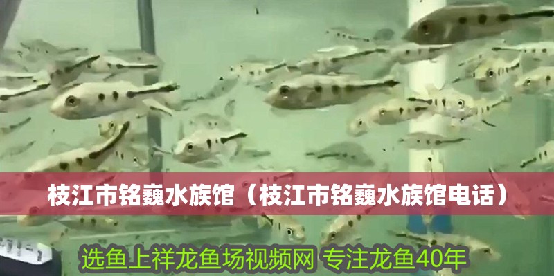 枝江市銘巍水族館（枝江市銘巍水族館電話）