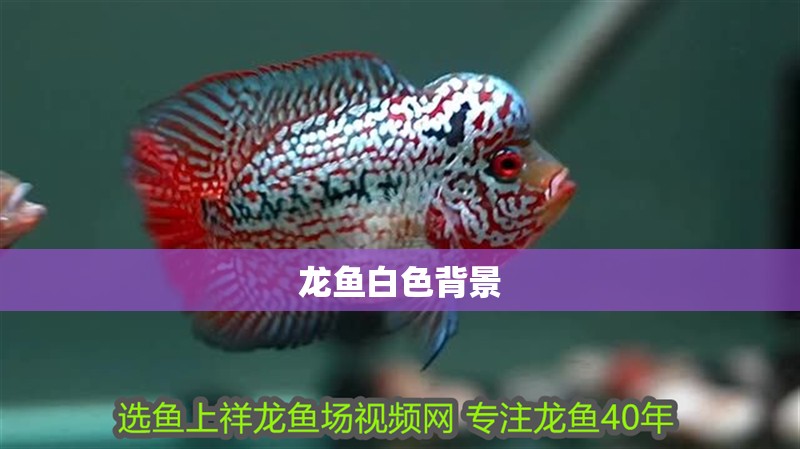 龍魚白色背景