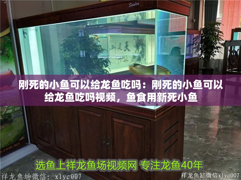 剛死的小魚可以給龍魚吃嗎：剛死的小魚可以給龍魚吃嗎視頻，魚食用新死小魚 剛死的小魚可以給龍魚吃嗎：剛死的小魚可以給龍魚吃嗎視頻，魚食用新死小魚 水族問答