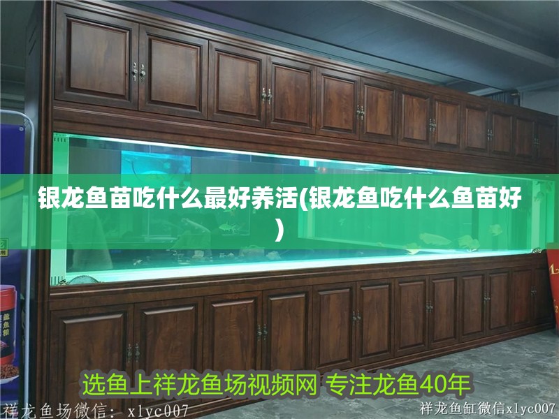 龍魚干蝦有營養嗎 銀龍魚苗吃什么最好養活(銀龍魚吃什么魚苗好) 銀龍魚百科 銀龍魚苗吃什么最好養活(銀龍魚吃什么魚苗好) 銀龍魚苗吃什么最好養活(銀龍魚吃什么魚苗好) 銀龍魚百科