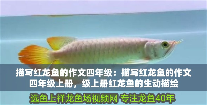 描寫紅龍魚的作文四年級(jí)：描寫紅龍魚的作文四年級(jí)上冊，級(jí)上冊紅龍魚的生動(dòng)描繪