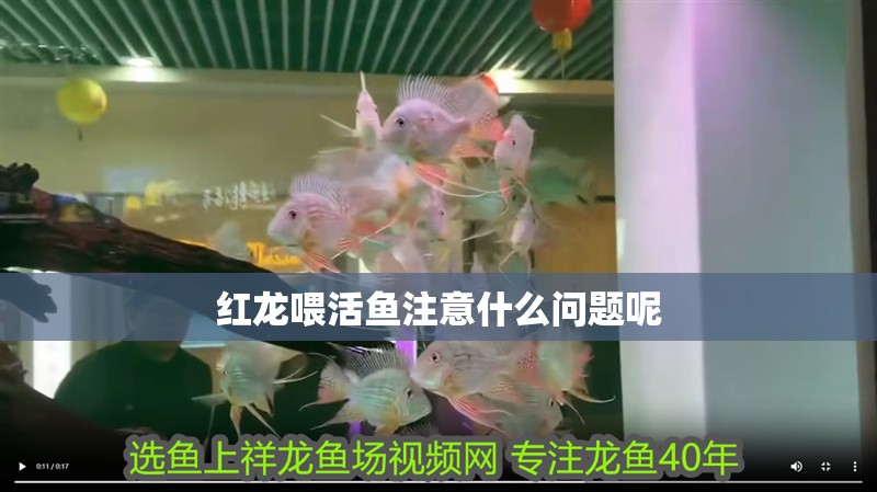 紅龍喂活魚注意什么問題呢 紅龍喂活魚注意什么問題呢 龍魚百科 第2張