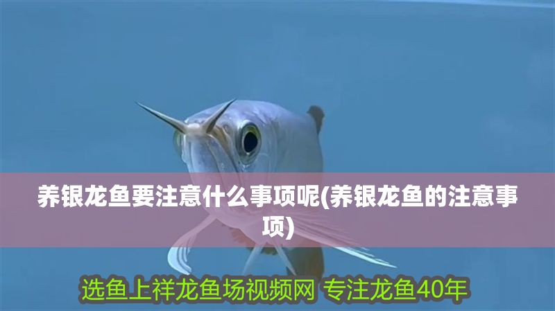 養(yǎng)銀龍魚(yú)要注意什么事項(xiàng)呢(養(yǎng)銀龍魚(yú)的注意事項(xiàng))