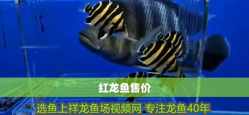 紅龍魚售價 紅龍魚售價 龍魚百科 第2張